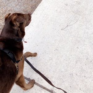 Meet your Posher, Stella